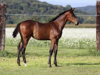 Klaczka Coldplay des Rosiers x Diamant de Semilly z 2025 roku