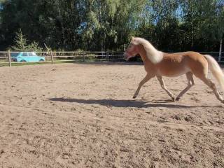 Półtoraroczny ogierek haflinger
