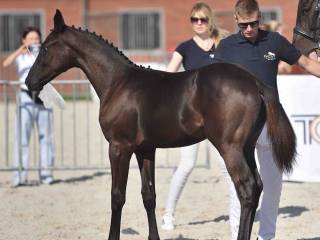 Dolce de Lux ogierek prospekt ujeżdżeniowy zwycięzca Cichoń & Tyszko equestrian 2025