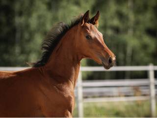 Klacz ujeżdżeniowa