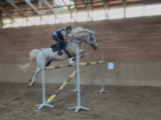 Hanowerski profesor do wprowadzenia w sport ( Colmander x Ariadus x  Lord Capitol )