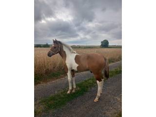 Ogierek koń mały mix fiord x american paint horse