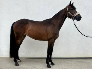 3 letnia klacz do sportu/rekreacji !!! 153 cm!