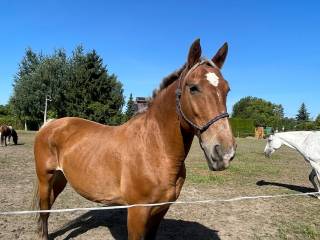 Klacz pkz 170cm 15 lat pod siodło