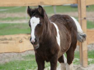 Gypsy Cob - ogierek 2025 - W PRZYPADKU REZERWACJI NIZSZA CENA