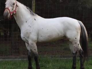 Tarantowaty homozygotyczny ogier Hutor NA SPRZEDAŻ