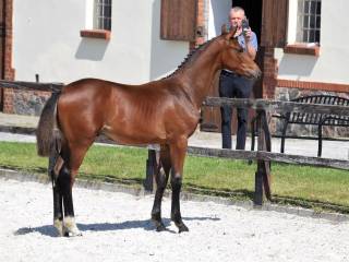 Ogierek  skokowy (Meganus PS x Adagio de Talma)