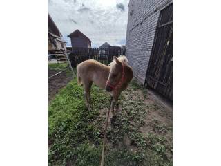 klacz haflinger pełne pochodzenie