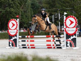 Kuc 148cm startujący w zawodach