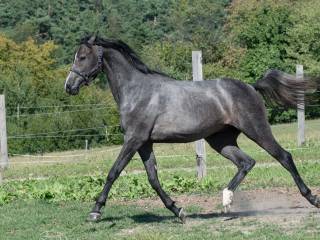 Cahil (Cornet Obollensky) x Crunch x Cassini I