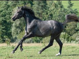 Cahil (Cornet Obollensky) x Crunch x Cassini I