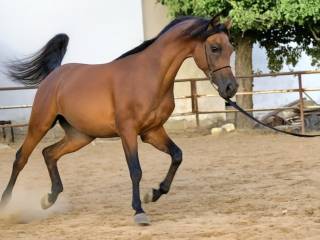 Stanówka 2026 ogier arabski po MARAJJ
