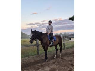 Wałach | wzrost 170 cm | aktualne filmy