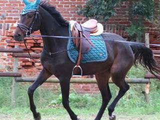 Bell Victoria S po Herald III, Carlos DZ