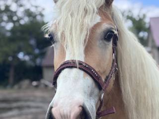 Źrebak  Haflinger do rezerwacji