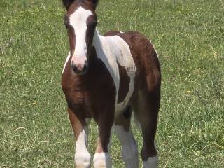 Irish Cob ogierek