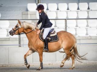 wyjątkowa klacz haflinger, źrebna