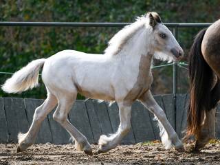 Piękna klaczka Gypsy Cob / Vanner (nie tinker)