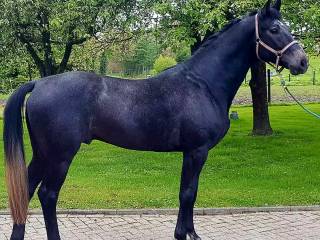 4letni ogier Hickstead White  x Cristallo