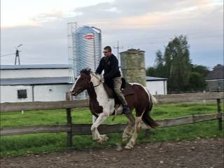 Sprzedam klacz