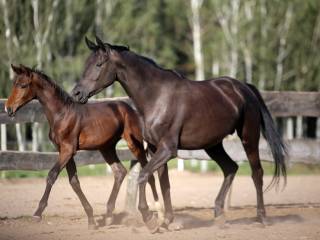 Młoda Klacz trakenska niemieckiej hodowli po helium/milenium