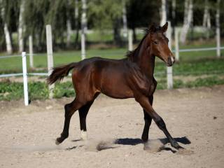 Wysoki ogierek ujezdzeniowy z niesamowitym ruchem po face time ps