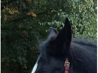 Kawecan Art of Riding Academy full