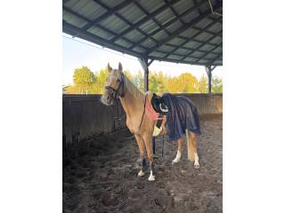 Klacz do małego sportu lub do kochania i rekreacji