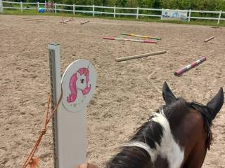 Kameralny pensjonat dla koni, trening