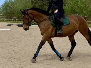 Klacz do sportu/hodowli