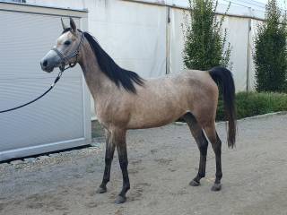 Klacz arabska