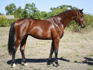 Chaccon blue x Contender