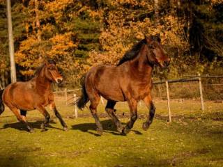 Pensjonat w domowym zaciszu