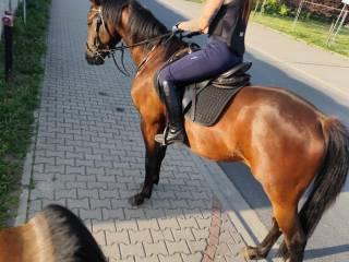 Przepiękny wałach 3.5 letni po Alan Sport i Rekreacja