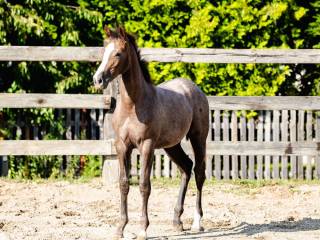 Klacz 2025 z wybitnym rodowodem Untouchable 27/Valentino/Cornet Obolensky