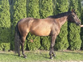 Klacz gniada Rita 4 lata