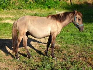 Konik polski