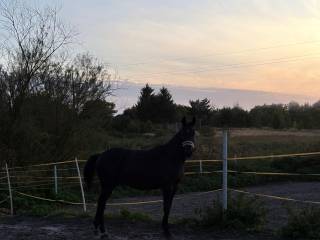 1,5 roczny ogierek na sprzedaż
