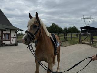 Piękny Haflinger na sprzedaż