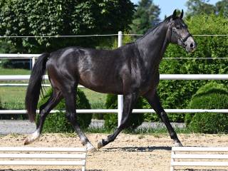 2- letni ogier z premią Związku Oldenburskiego-wzrost 173 cm