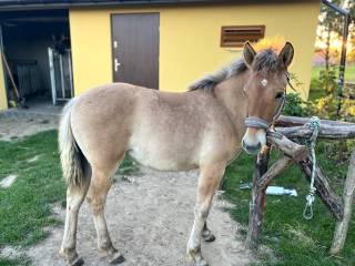 Sprzedam