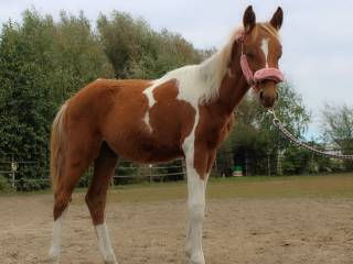 Ginny QT 1/2 aph klacz