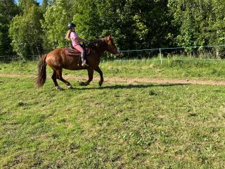 Wszechstronna Klacz Norycka 9lat ok.160cm