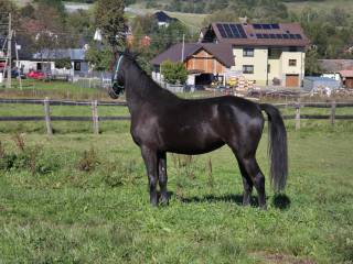 sprzedam klacz 2,5 roku SP