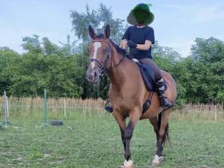 Sprzedam 12letnią klacz