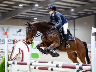 Koń na wysokie konkursy.