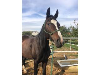 Halter+lina JNBT