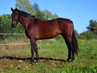 Klacz do sportu (170cm)