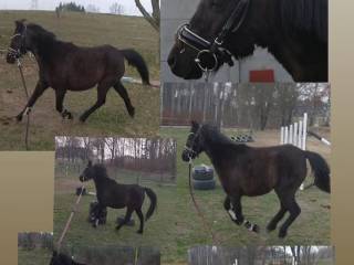 Sprzedam klacz welsh pony pełne angielskie pochodzenie