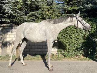 3,5 letni ogierek czystej krwi arabskiej